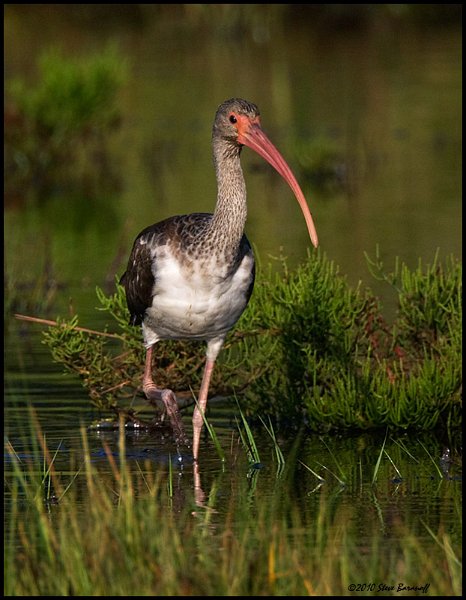 _0SB6960 white ibis (juvenile).jpg
